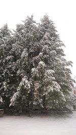 Trees growing on snow covered landscape