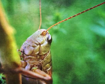 Close-up of insect on leaf