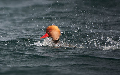 Duck swimming in sea