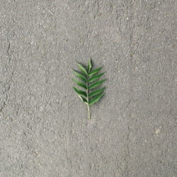 High angle view of plants