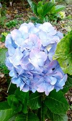 High angle view of hydrangea flowers