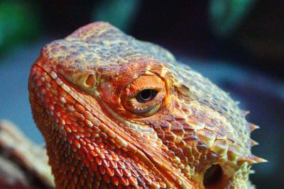 Close-up of lizard