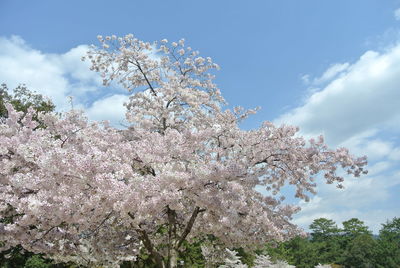 Low angle view of cherry blossom tree against sky