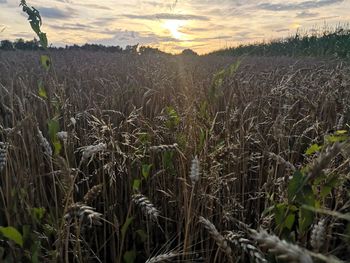 Scenic view of field against sky during sunset