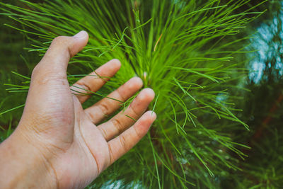 Cropped image of person holding plant