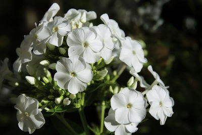 Close-up of white flowering plant in park