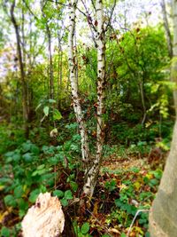 Trees in forest