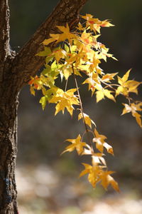 Close-up of yellow leaves on tree