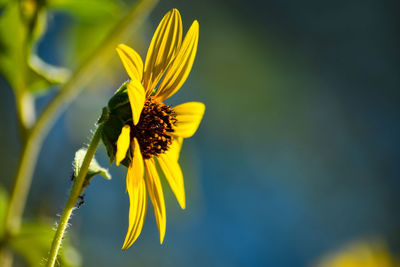 Close-up of yellow flowering plant