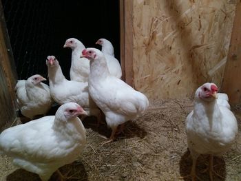 White birds on the farm
