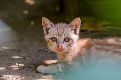 Cute cat in the park