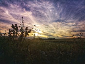 Plants on field against sky during sunset