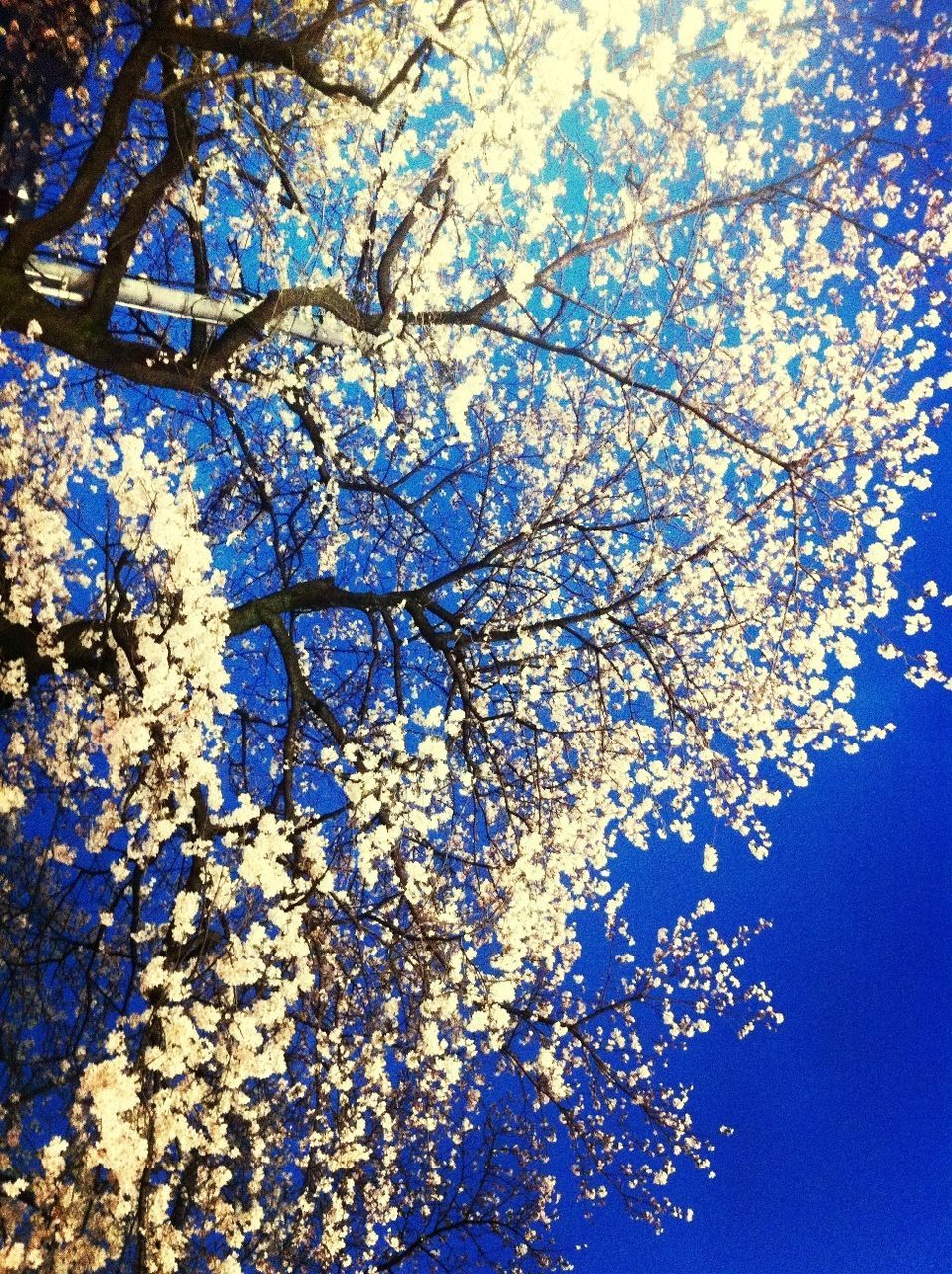 low angle view, branch, tree, blue, growth, nature, beauty in nature, sky, clear sky, flower, tranquility, day, outdoors, no people, bare tree, backgrounds, high section, sunlight, silhouette, freshness