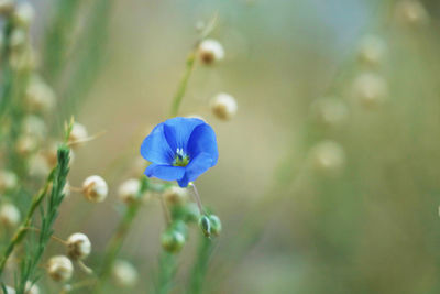 Close-up of flower blooming outdoors