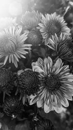 Detail shot of daisy flowers