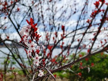 Close-up of cherry blossoms in spring