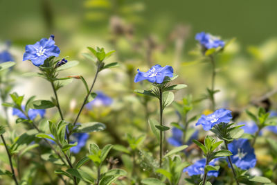 Close-up of purple flowering plants