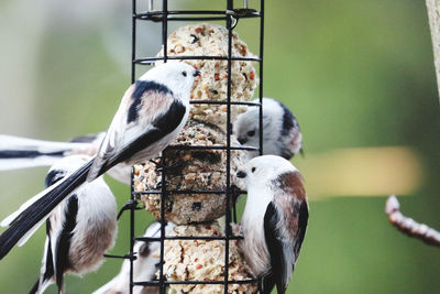 Close-up of tail titts in cage