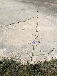 High angle view of flowering plants on field