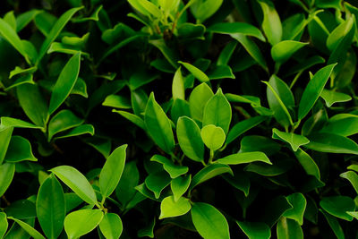 Background nature banyan tree bush, the tree decorate in the garden.