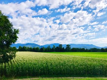 Scenic view of agricultural field against sky