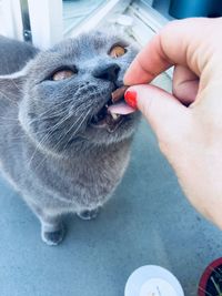 Close-up of hand touching cat