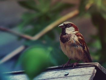 Close-up of sparrow perching on wood