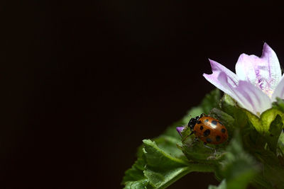 Close-up of insect on plant