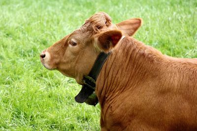 Close-up of cow lying on grass