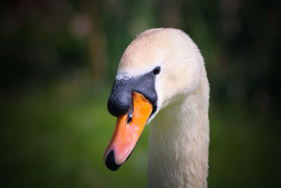 Close-up of a mute swan 