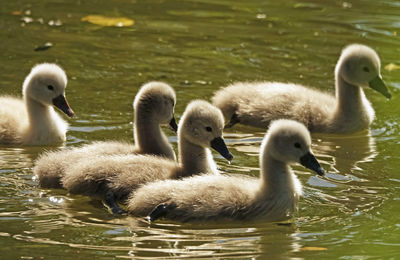 Young swans swimming in lake