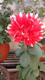 Close-up of red rose blooming outdoors