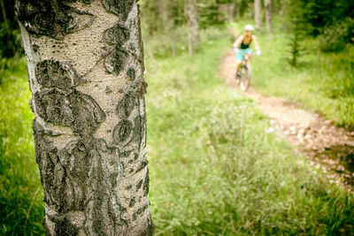 Rear view of a man climbing tree trunk in forest