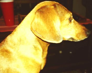 Close-up of a dog