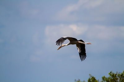 Low angle view of bird flying in sky