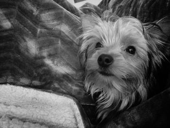 Close-up portrait of dog at home