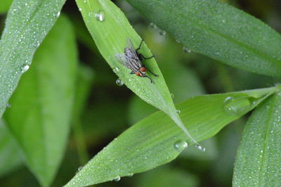 Close-up of insect on wet leaf