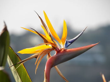 Close-up of yellow flower blooming outdoors