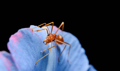 Close-up of insect over black background