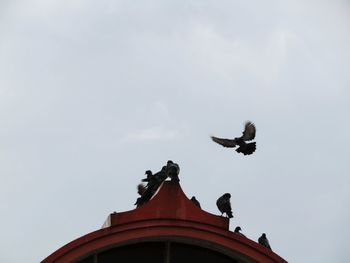 Low angle view of a bird flying