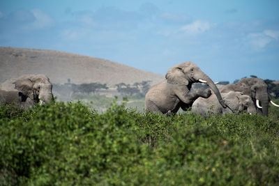 Elephants amidst plants against sky