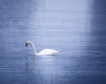 Swan swimming in lake