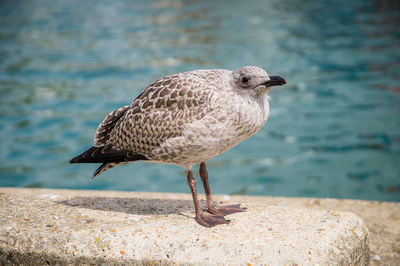 Close-up of seagull perching on a wall