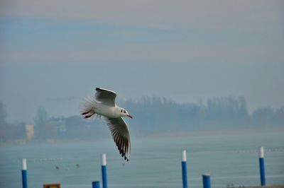 Seagull flying against sky