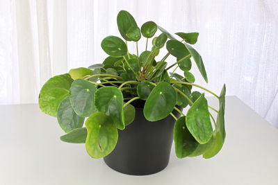 Close-up of potted plant on table