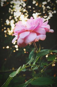 Close-up of pink flowers