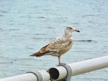 Close-up of seagull perching on railing