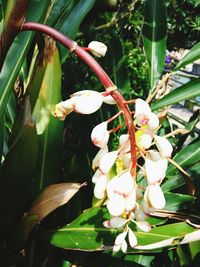 Close-up of white flowers