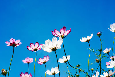 Low angle view of pink cosmos flowers against blue sky