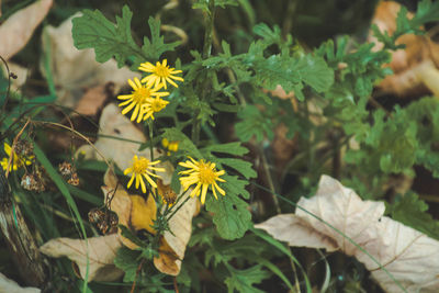 High angle view of yellow flowering plant